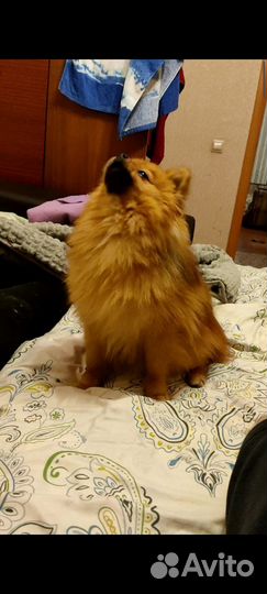 Вязка собак шпиц