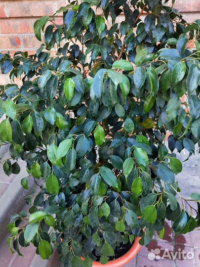 Фикус бенджамина большой