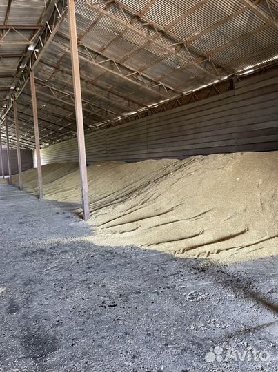 Пшеница ячмень