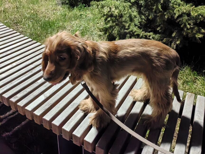 Английский кокер спаниель