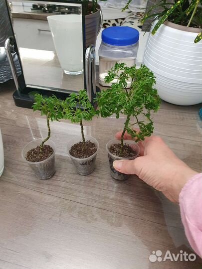 Полисциас кучерявый (укорен. черенки)