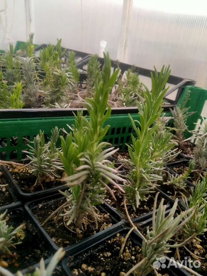 Лаванда розовая