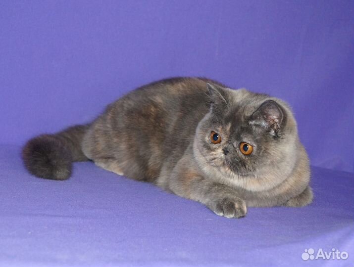 Экзотическая девочка