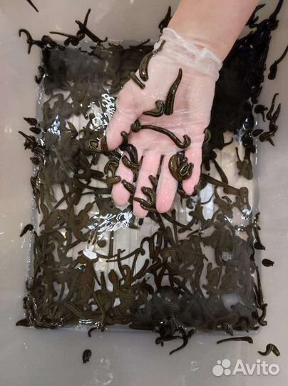 Аптечная пиявка