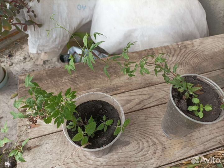 Клематис тангутский