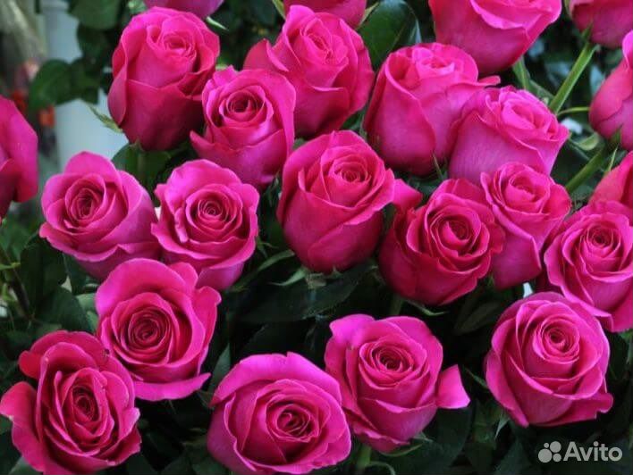 Букет 25 роз Эквадор Высокие розы