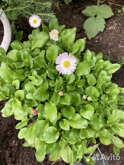 Маргоритки цветы