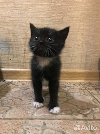 Котята мальчишки в добрые руки