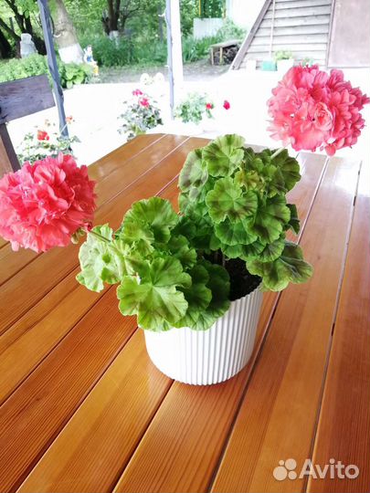 Пеларгония герань