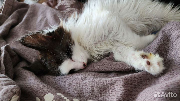 Отдаем 2х замечательных котят