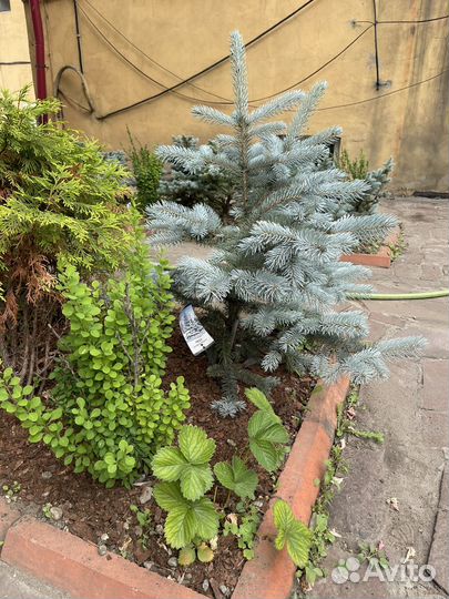 Голубая ель хупси