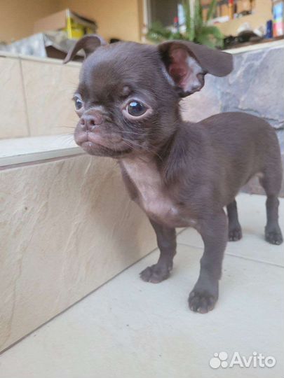 Мальчик Красавчик Чихуахуа