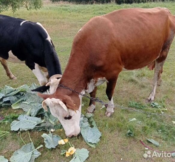 Корова дойная