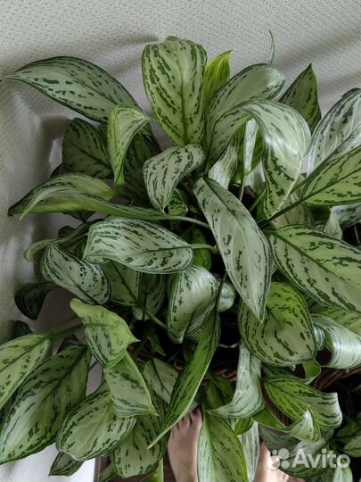 Аглаонема сильвер квин