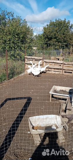 Продам гусей