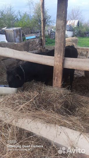 Домашние животные