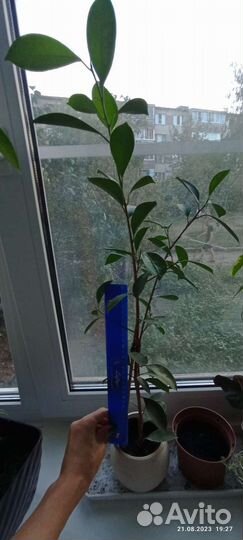 Фикус микрокарпа