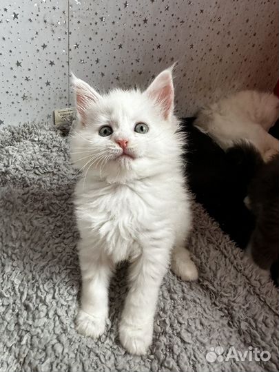 Котята мейн кун