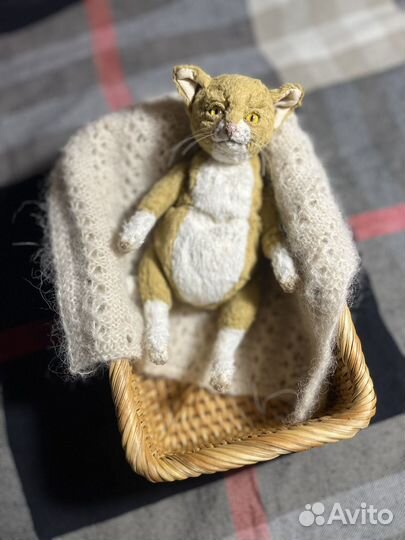 Кот в стиле тедди