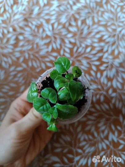 Фиалка, детки