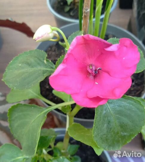 Бальзамин ванька мокрый