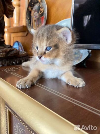 Кошка чаузи ф1