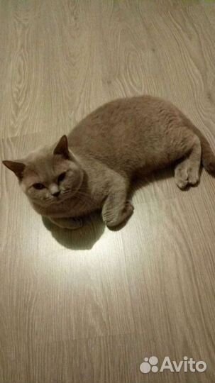 Британский кот 2017г.р не кастрирован