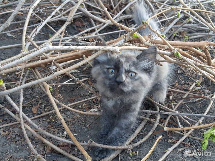 Котята