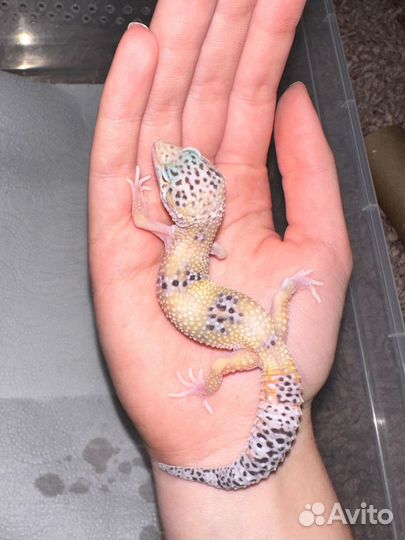 Эублефар самка