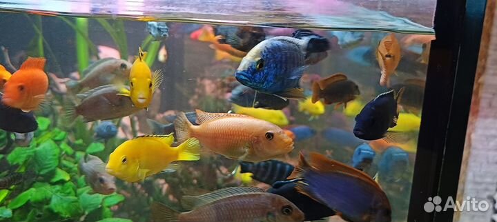 Малавийские цихлиды