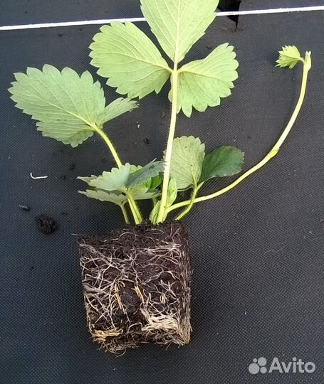 Растения. Продаю саженцы клубники