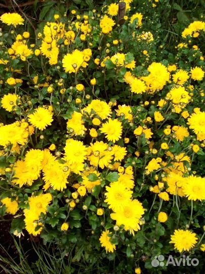 Хризантема букет