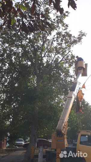 Спил деревьев