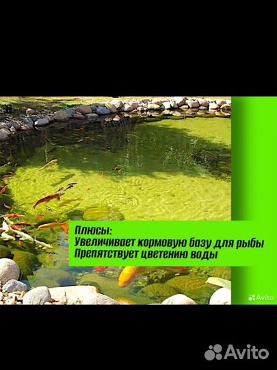 Хлорелла для пруда и водоемов