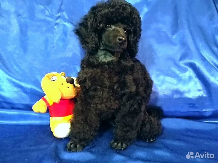 Мальчики и девочки РКФ