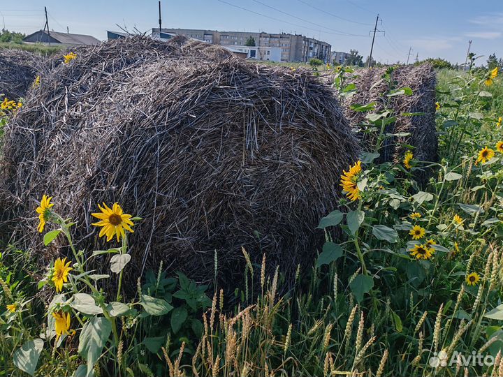 Солома прошлогодняя