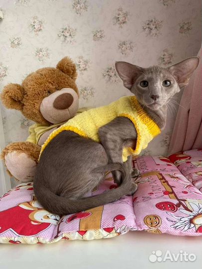 Вязаная одежда для кошек