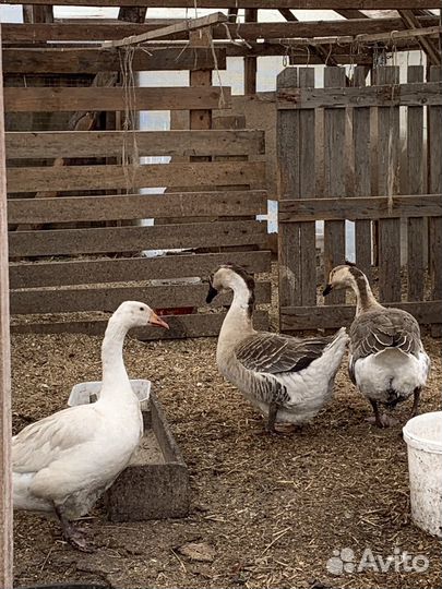 Индюки на племя