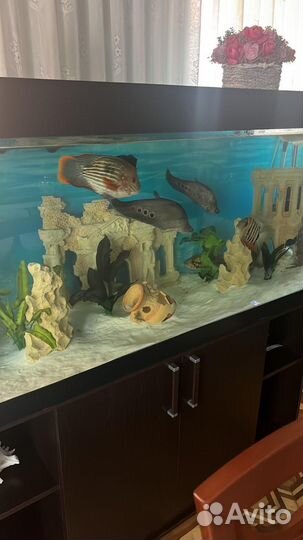 Американские цихлиды