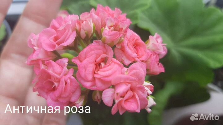 Подарок на день рождения