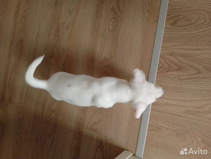 Щенки джек рассел терьер