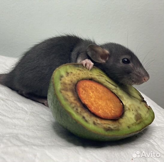 Крыса Дамбо редкие окрасы