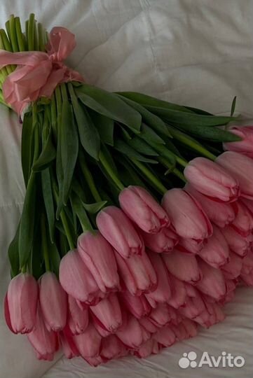 Тюльпаны розовые