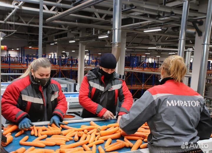 Фасовщица овощей на овощебазу Мираторг/Вахта/Тула