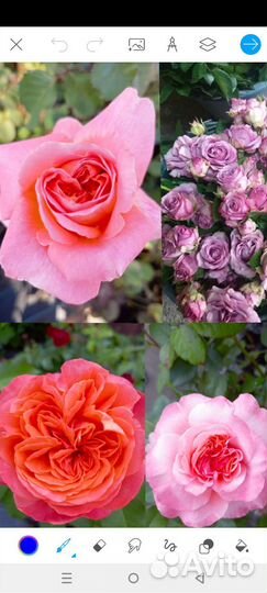 Саженцы роз