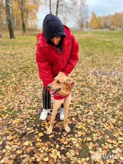 Добрый,красивый пес Брюс в приюте