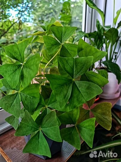 Кислица Оксалис зеленая