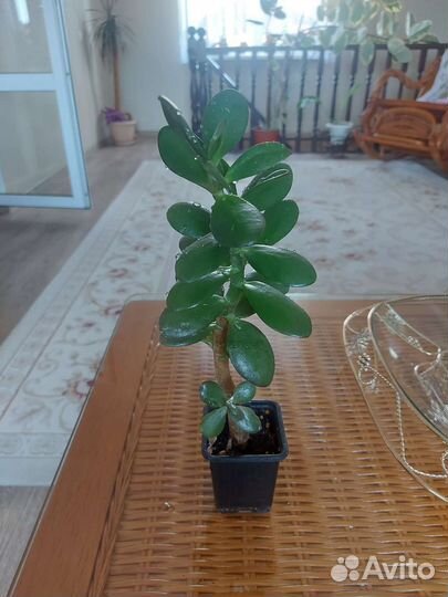 Толстянка денежное дерево