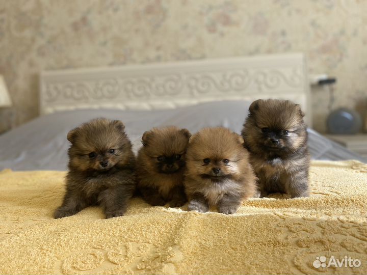 Щенки шпица