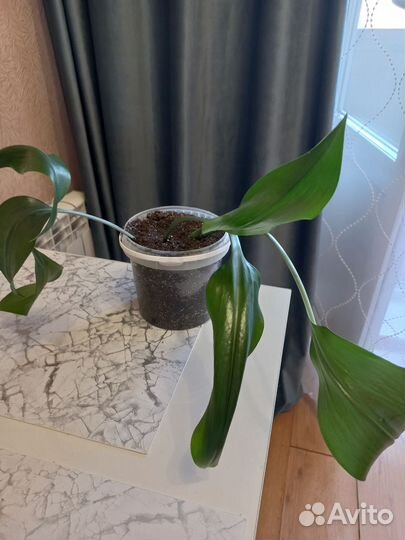 Эухарис амазонская лилия